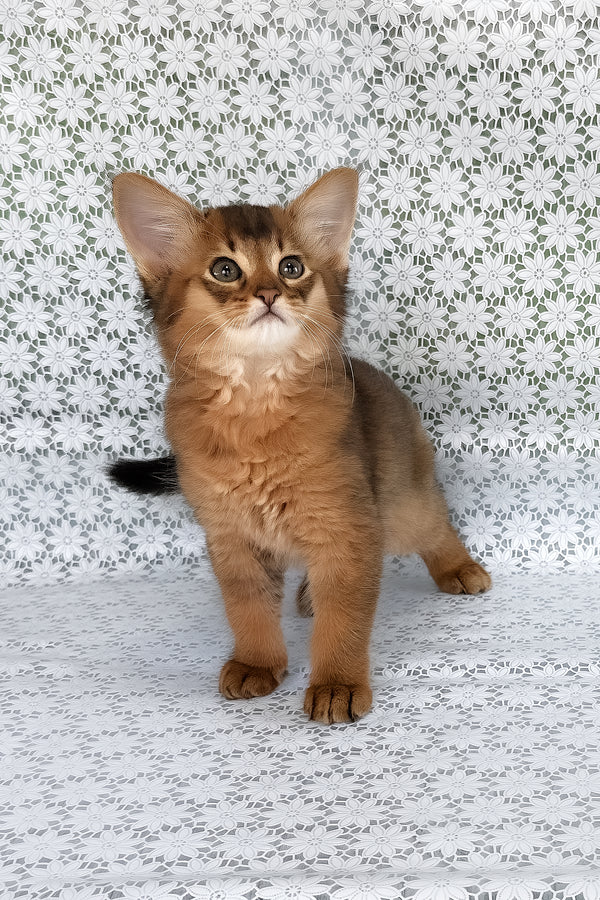 Raptor | Somali Kitten