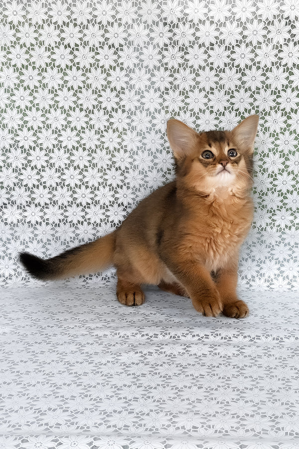 Raptor | Somali Kitten