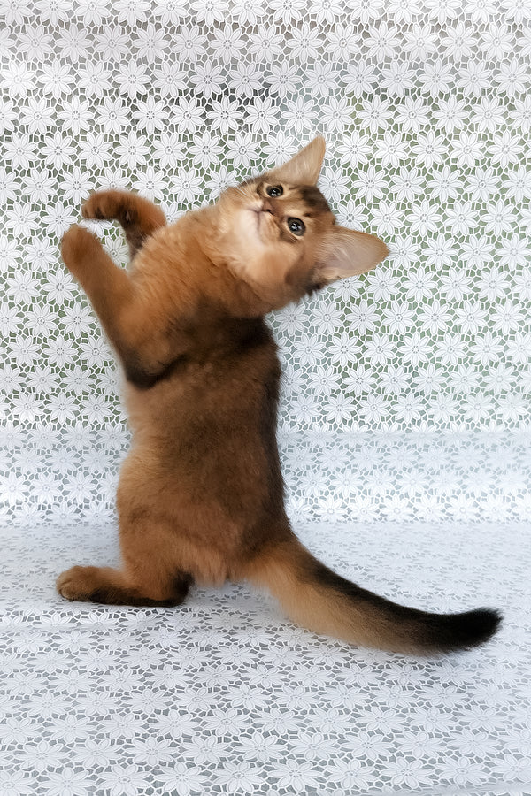 Raptor | Somali Kitten
