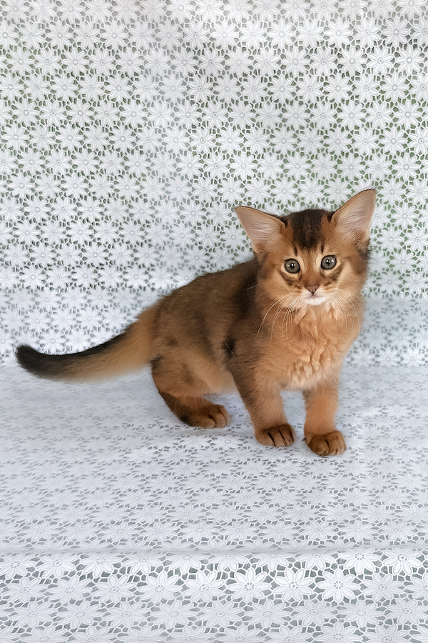 Raptor | Somali Kitten