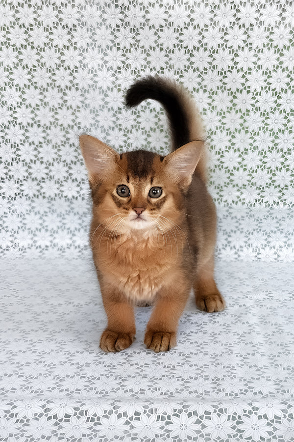 Raptor | Somali Kitten