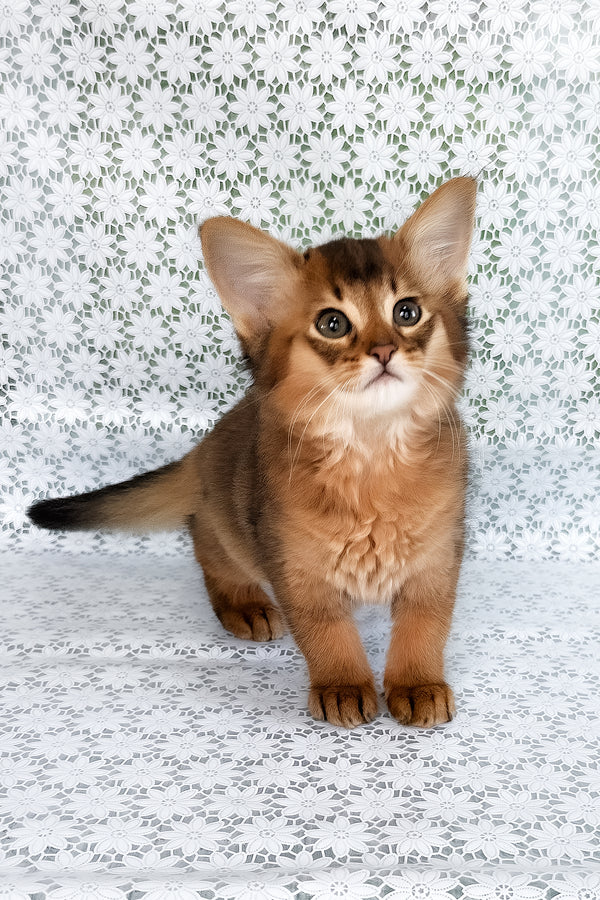 Raptor | Somali Kitten