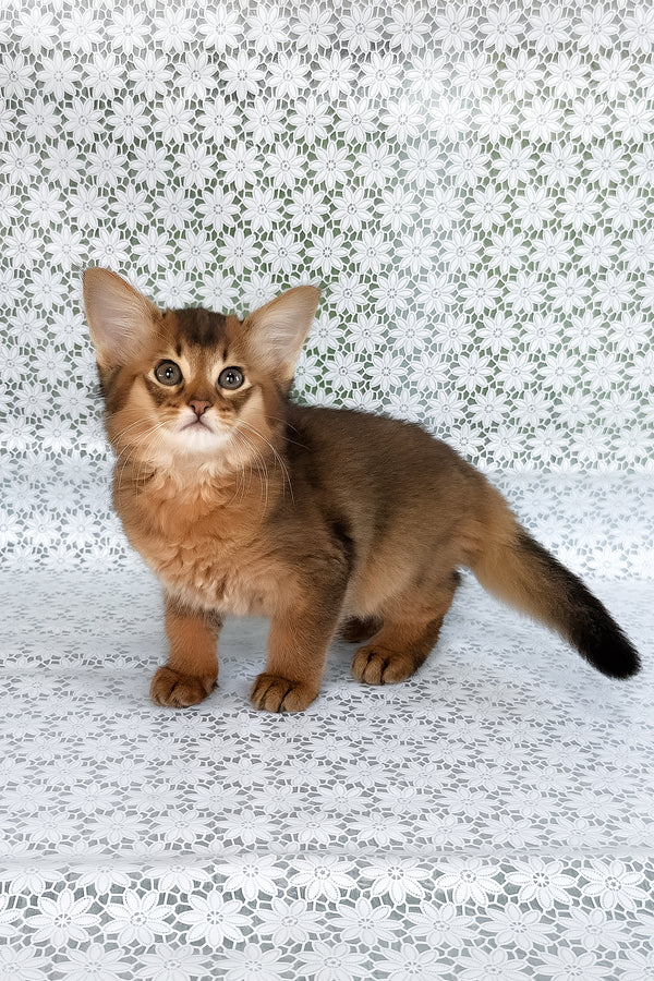 Raptor | Somali Kitten