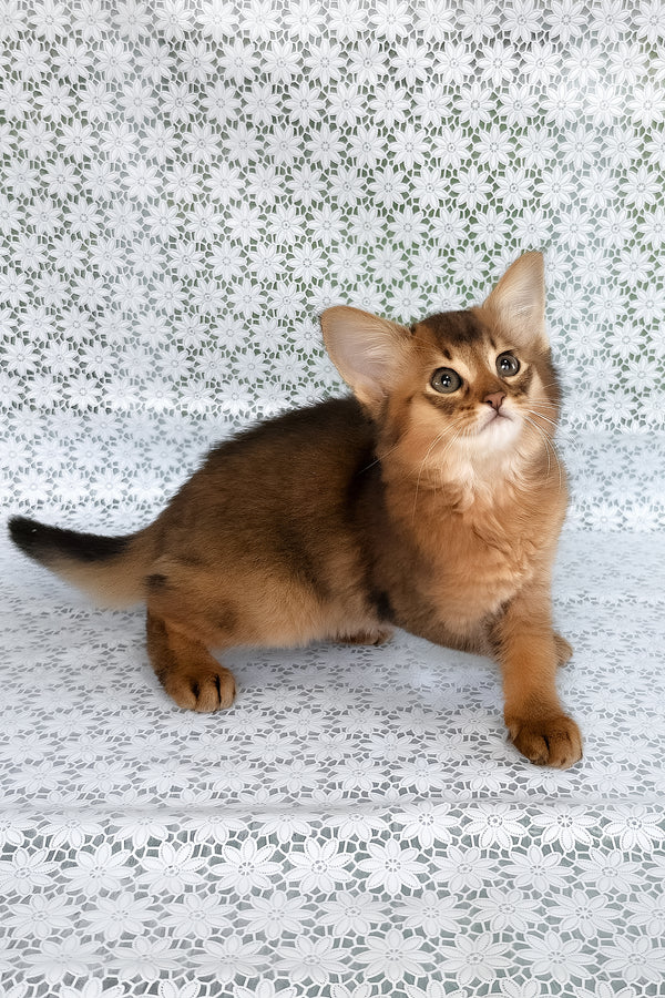 Raptor | Somali Kitten