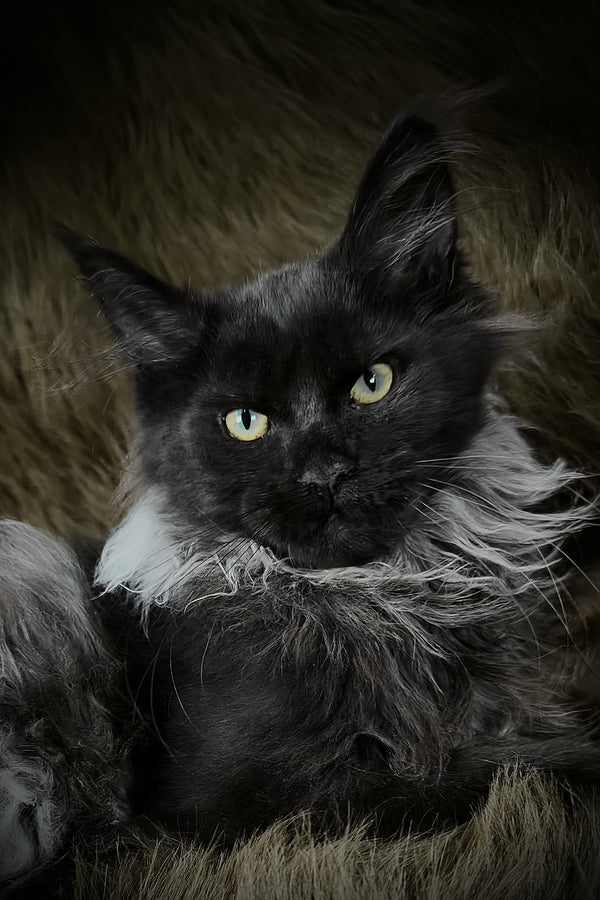 Rasputin | Maine Coon Kitten