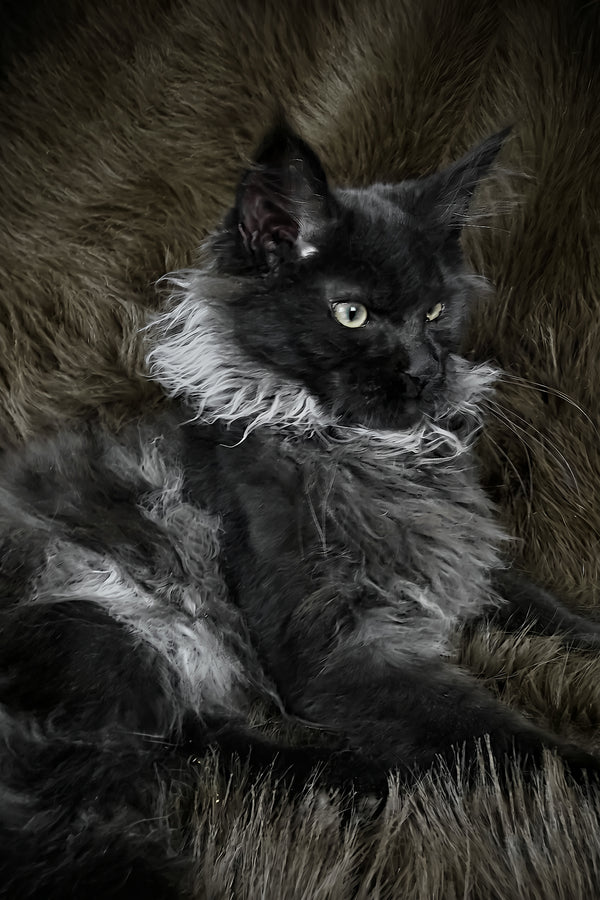 Rasputin | Maine Coon Kitten