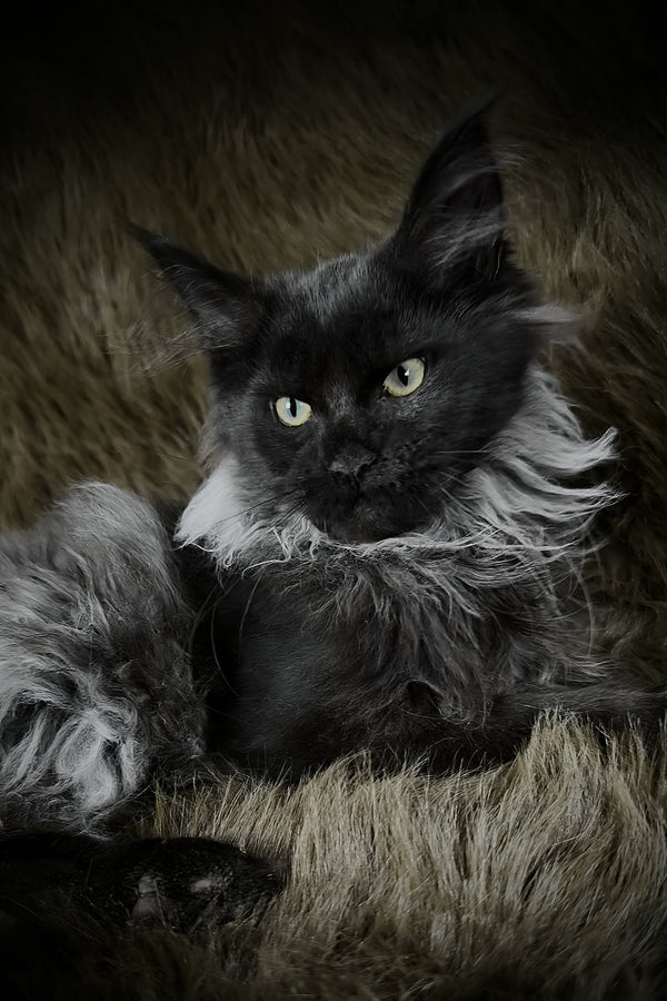 Rasputin | Maine Coon Kitten