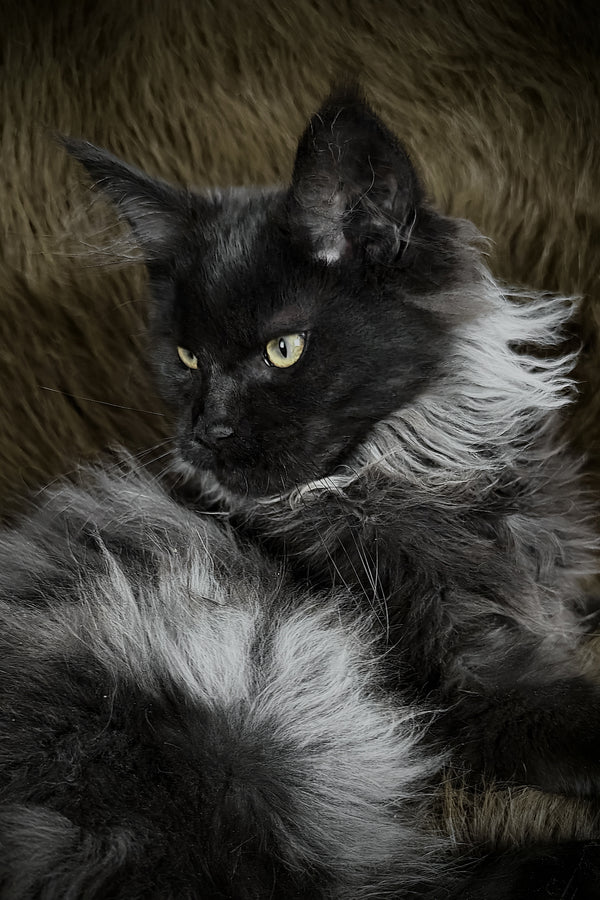 Rasputin | Maine Coon Kitten