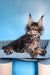 Rema | Maine Coon Kitten