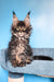 Rema | Maine Coon Kitten