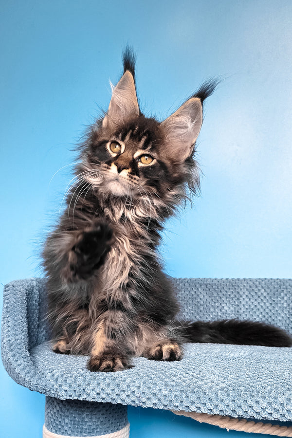 Rema | Maine Coon Kitten