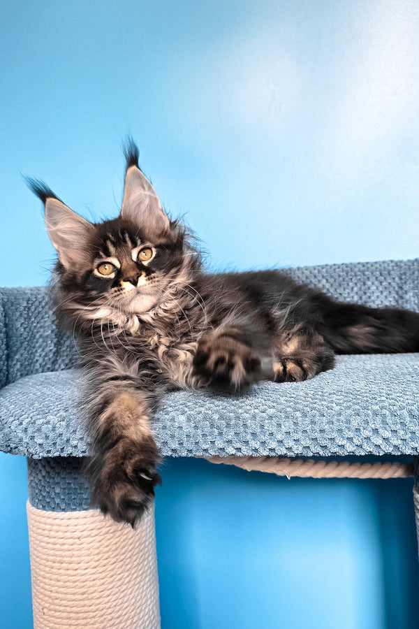 Rema | Maine Coon Kitten
