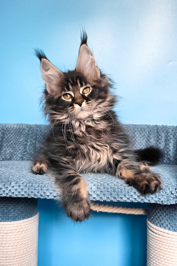 Rema | Maine Coon Kitten