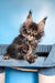 Rema | Maine Coon Kitten