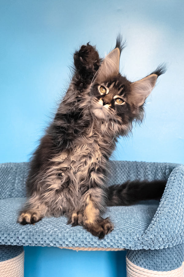 Rema | Maine Coon Kitten