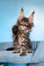 Rema | Maine Coon Kitten