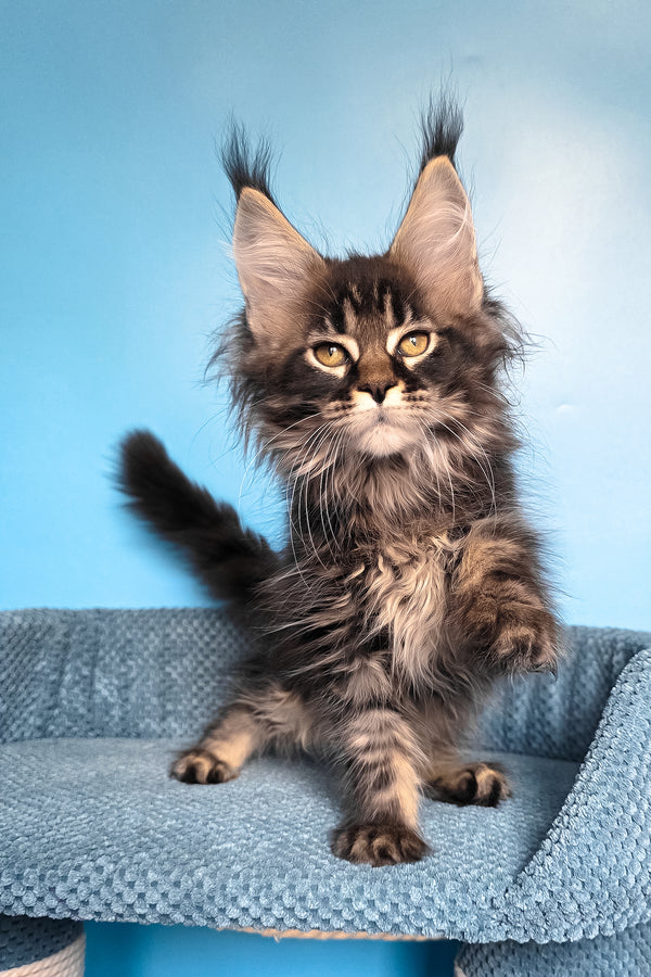 Rema | Maine Coon Kitten