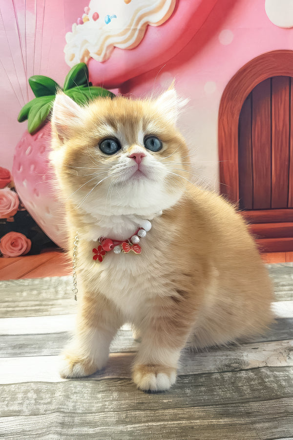 Riana | British Shorthair Kitten