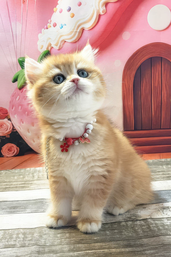 Riana | British Shorthair Kitten