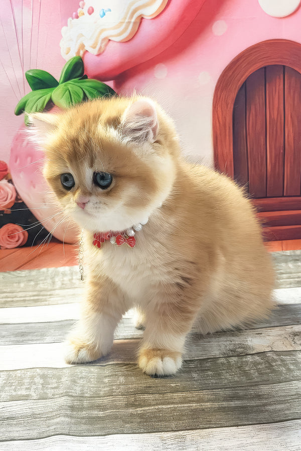 Riana | British Shorthair Kitten