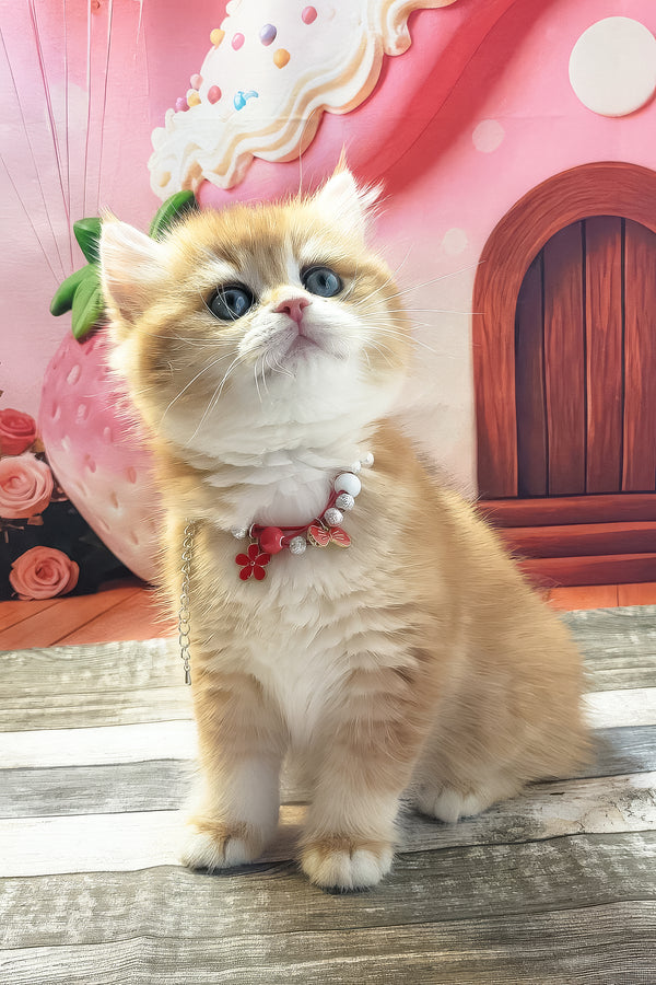 Riana | British Shorthair Kitten