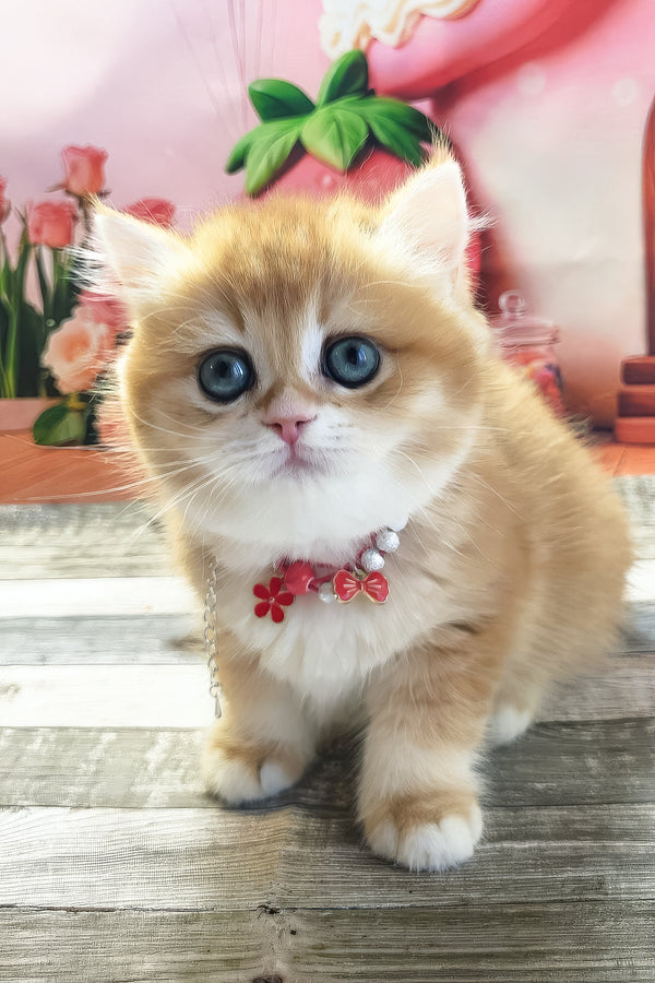 Riana | British Shorthair Kitten