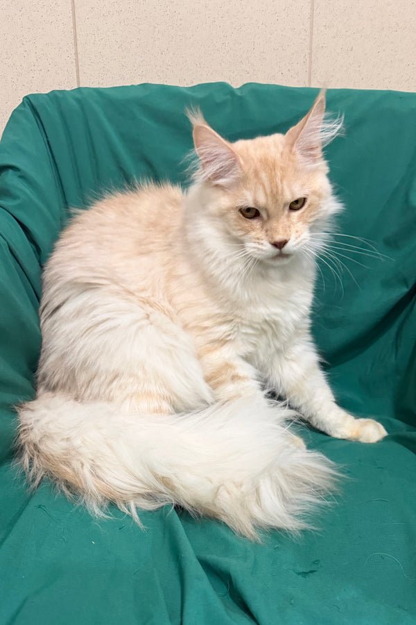 Richard | Maine Coon Kitten