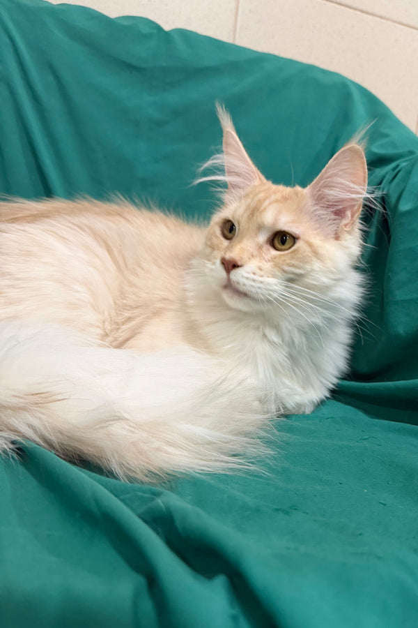 Richard | Maine Coon Kitten