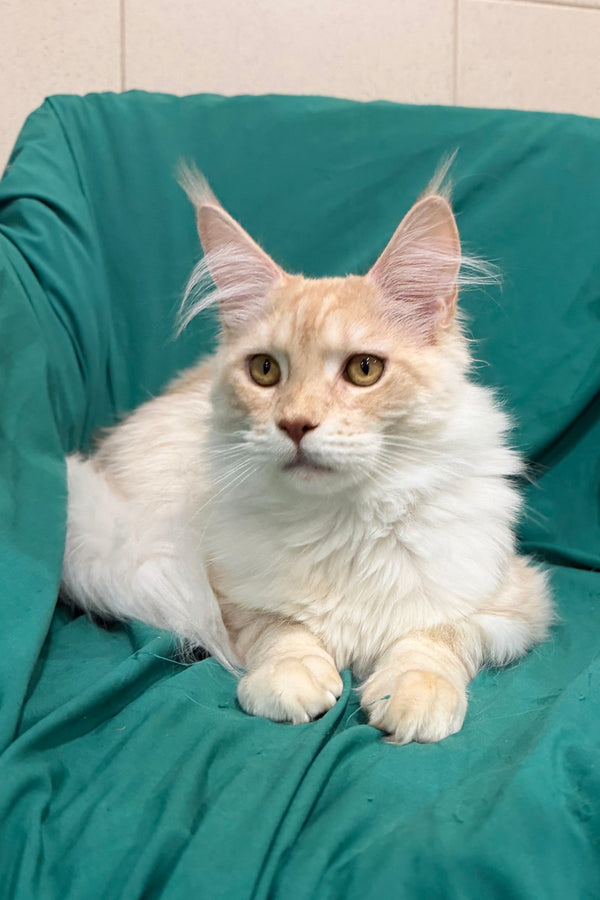 Richard | Maine Coon Kitten