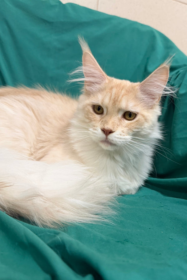 Richard | Maine Coon Kitten