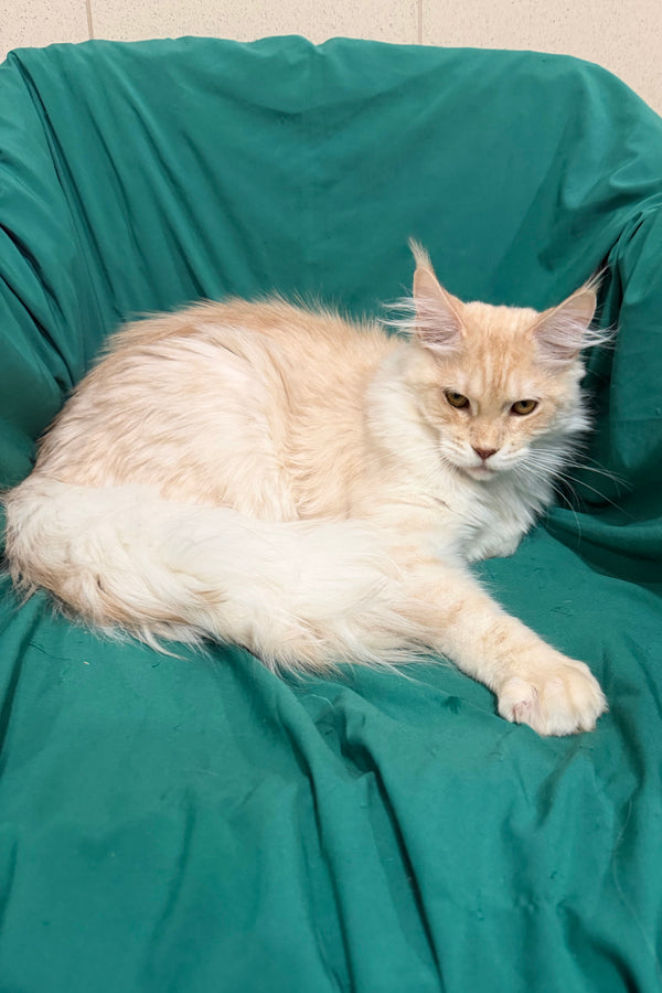 Richard | Maine Coon Kitten