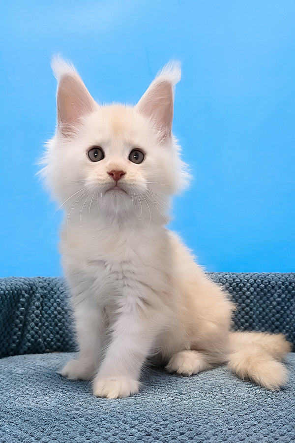 Rick maine coon kitten fluffy white with striking green eyes sitting on textured blue surface
