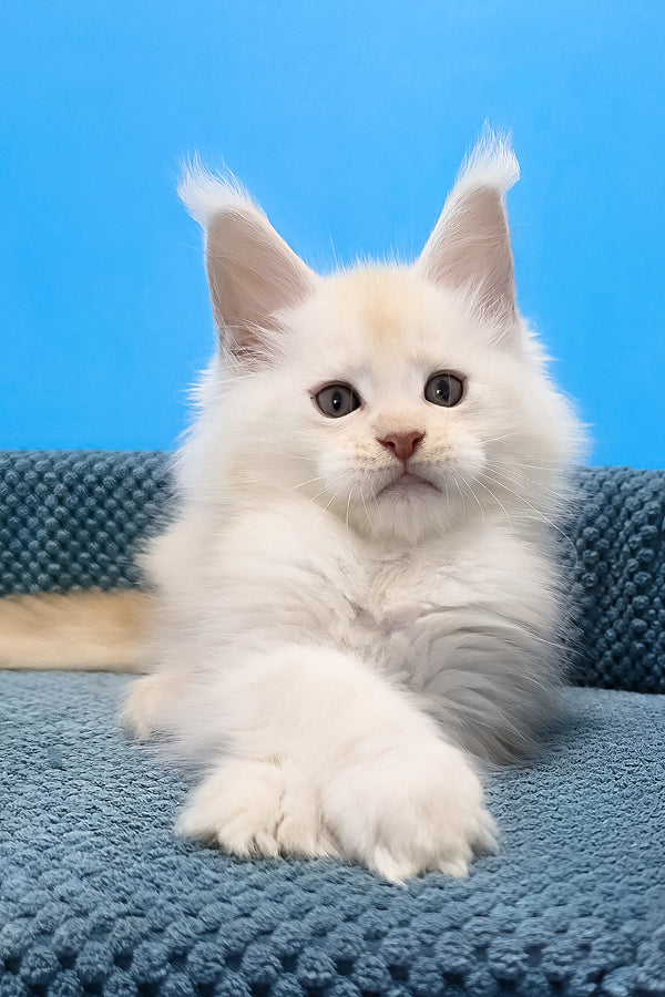 Fluffy white maine coon kitten with yellow eyes and pointed ears resting on a textured blue surface