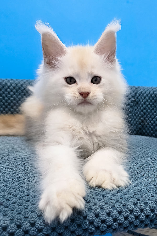 Rick maine coon kitten with fluffy white fur and tufted ears lounges on textured blue cushion with green eyes