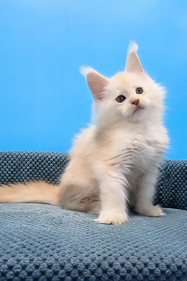 Rick maine coon kitten with fluffy white fur and pointed ears sitting on textured blue surface with yellow eyes