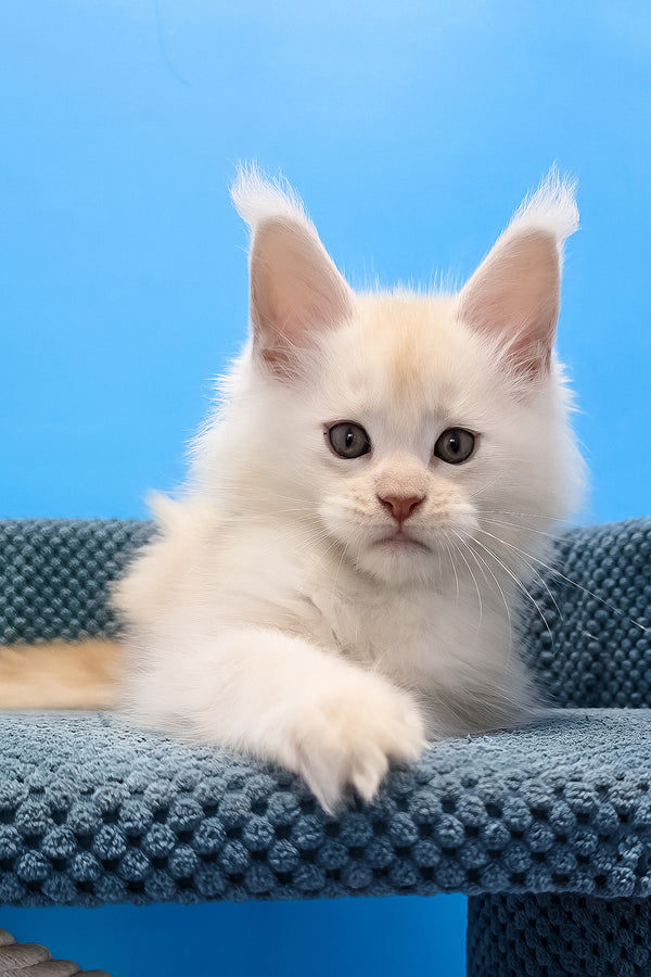 Rick maine coon kitten with fluffy white fur and yellow eyes resting on a textured blue cat tree platform