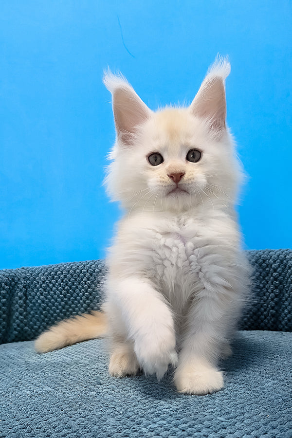 A fluffy white maine coon kitten with tufted ears and green eyes sitting on a textured blue cushion