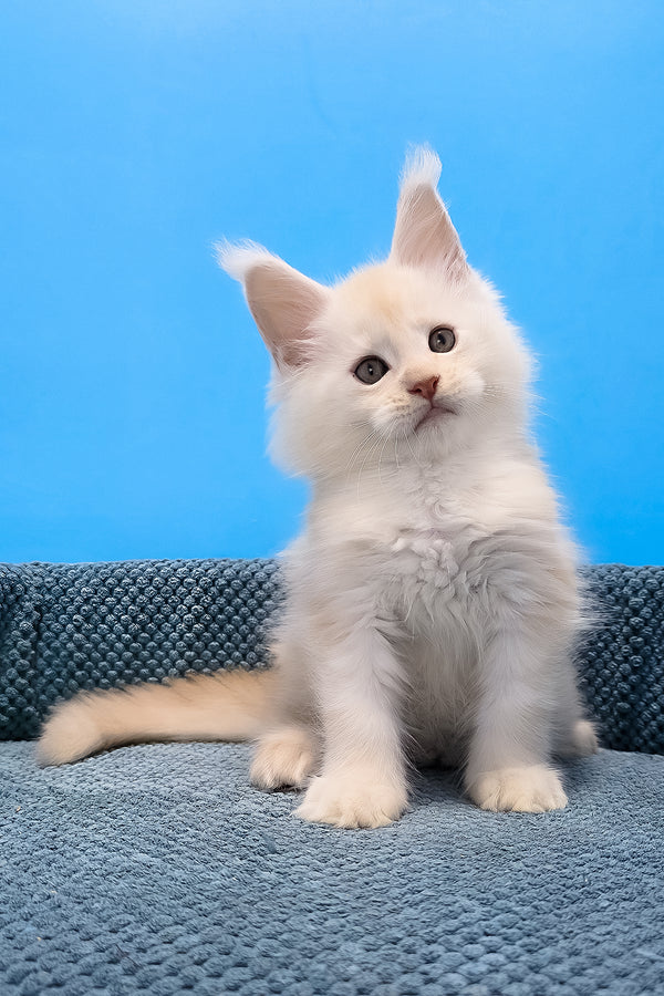 A fluffy white maine coon kitten with pointed ears sitting against a vibrant blue backdrop without yellow eyes or blotched tabby markings