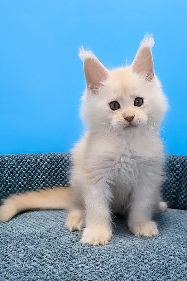 Fluffy white maine coon kitten with soft long fur and yellow eyes sitting on textured blue surface