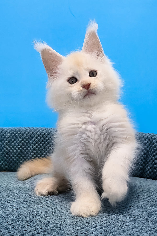 Rick maine coon kitten fluffy white with soft long fur and pointed ears sitting on textured blue surface