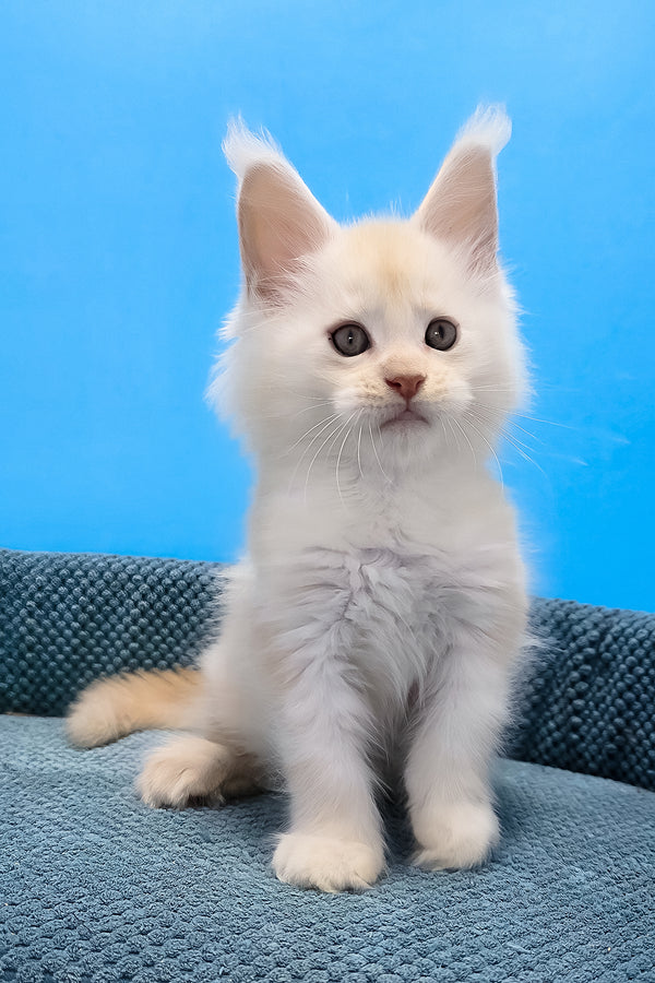 A fluffy white maine coon kitten with soft long fur and pointed ears sitting against a vibrant blue backdrop