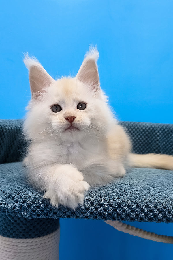 Rick maine coon kitten lounges on blue textured cat tree platform with fluffy white fur and striking green eyes