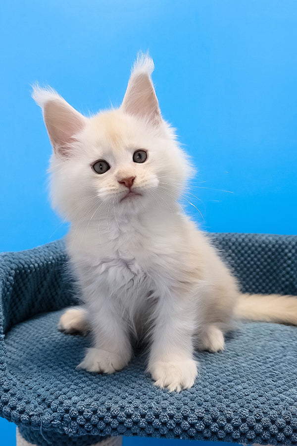 Fluffy white maine coon kitten with soft fur and yellow eyes sitting on textured blue cushion in blotched tabby pattern