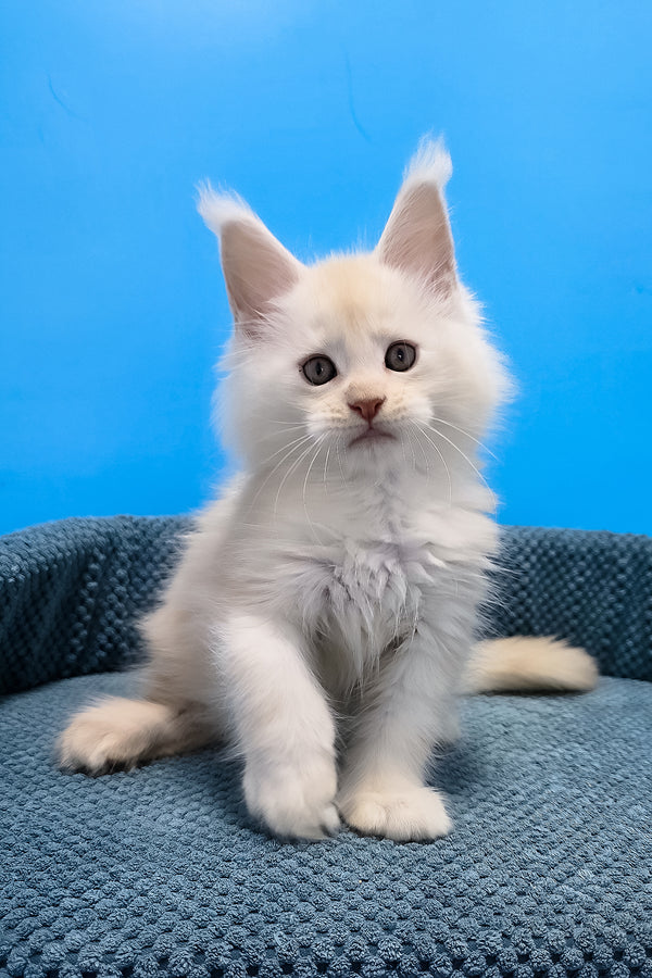 A fluffy white maine coon kitten with striking green eyes sits on a textured blue cushion for cozy comfort