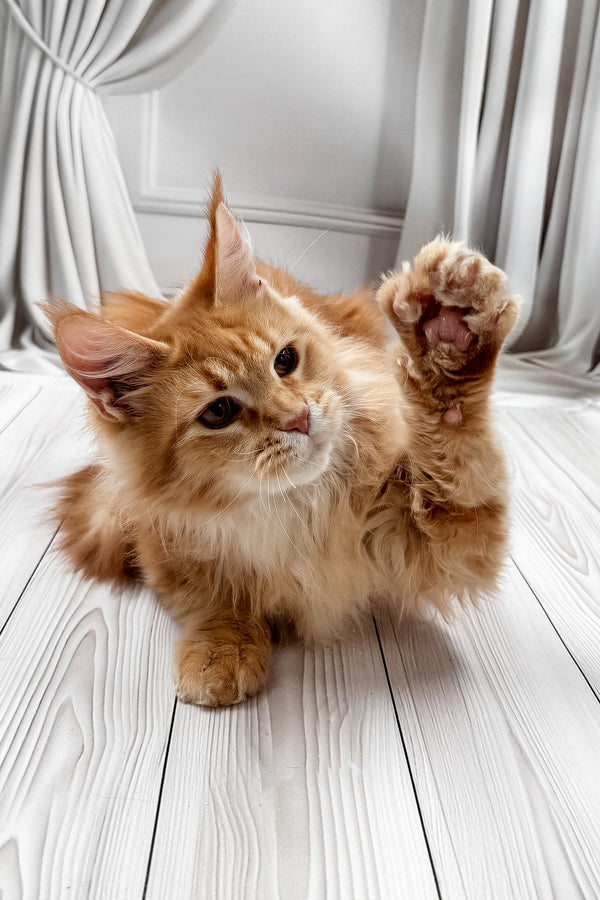 Rim | Maine Coon Kitten