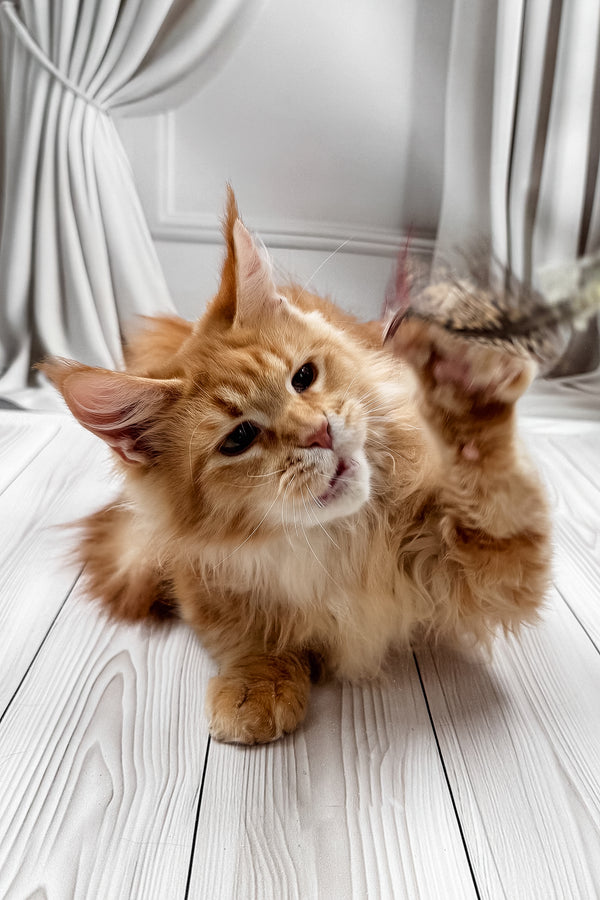 Rim | Maine Coon Kitten