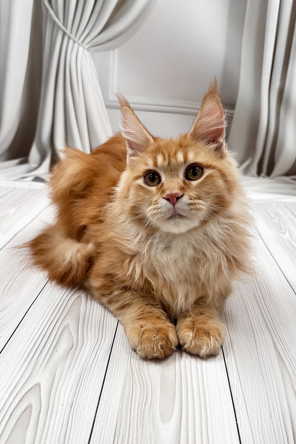 Rim | Maine Coon Kitten