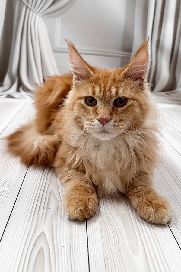 Rim | Maine Coon Kitten