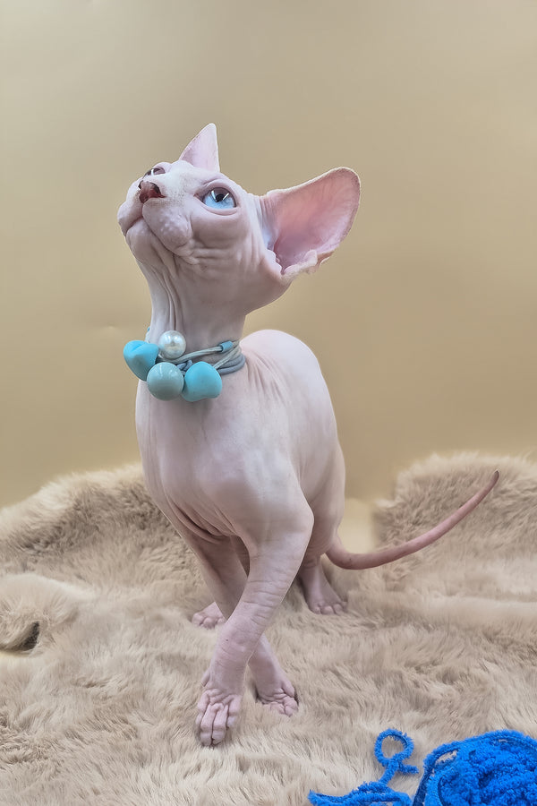 Rita | Canadian Sphynx Kitten