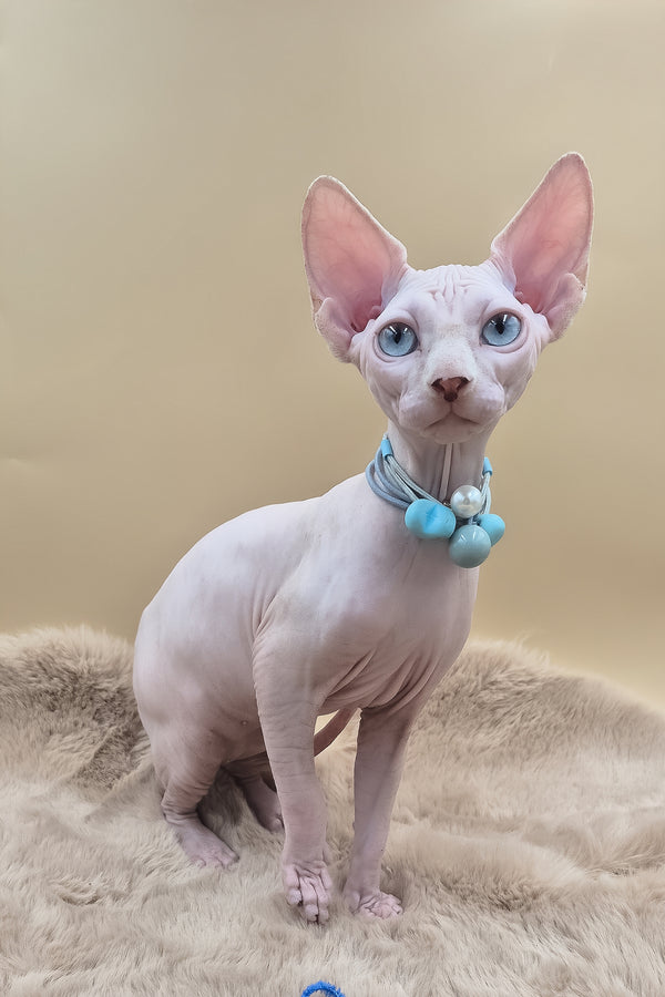 Rita | Canadian Sphynx Kitten